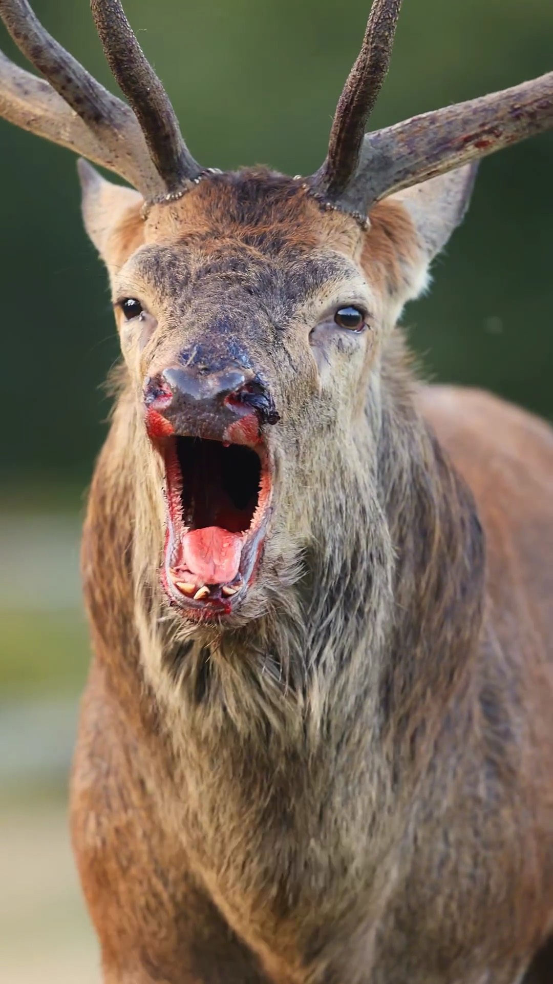 开云体育app-雄鹿击败雄鹿，猛龙遭遇溃败