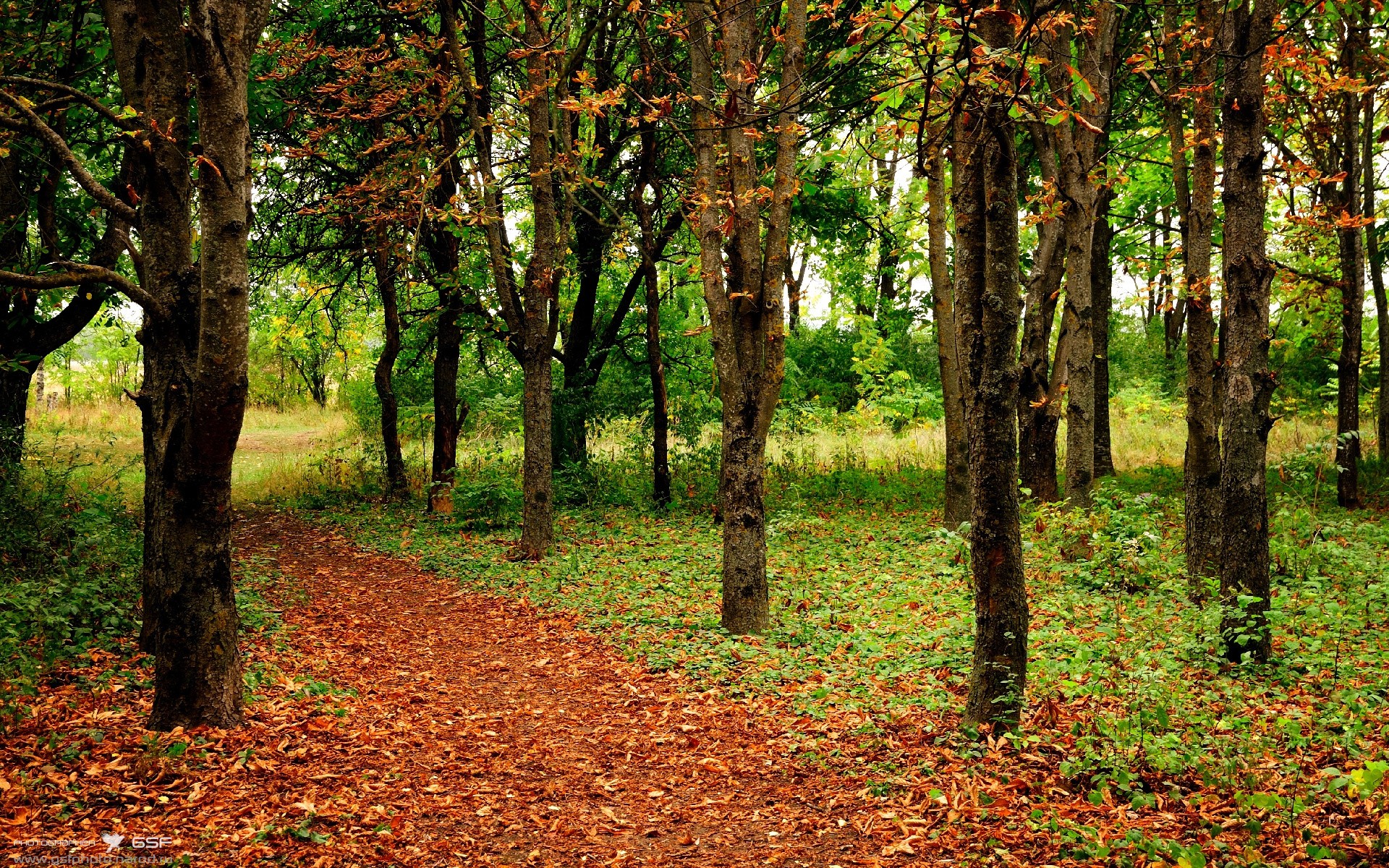 末节独取19分接管比赛！小贾伦化身关键先生，猛龙逆转魔术取三连胜