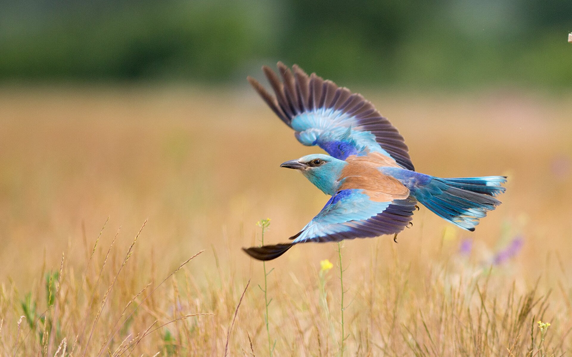 开云平台-隐形的咆哮，戈贝尔在季后赛之夜重新定义个人能力