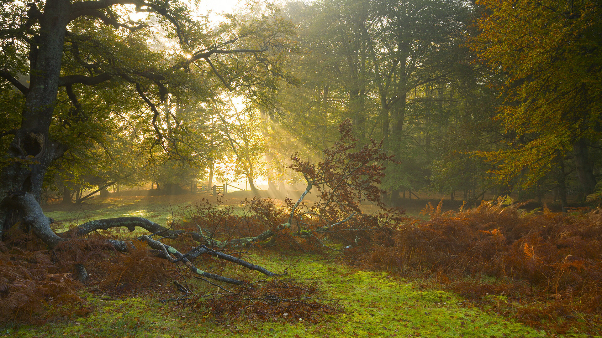 秘鲁碾压加拿大，姆巴佩攻防转换核心的战术启示