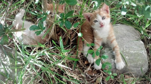 开云体育官网-神之手与凡人之躯，弗拉霍维奇东决夜颠覆胜负的天平