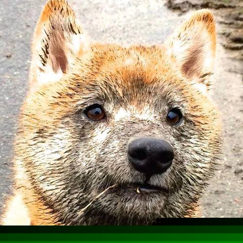 开云体育官网-热火逆转猛龙，伦纳德式接管在淘汰赛中的永恒启示