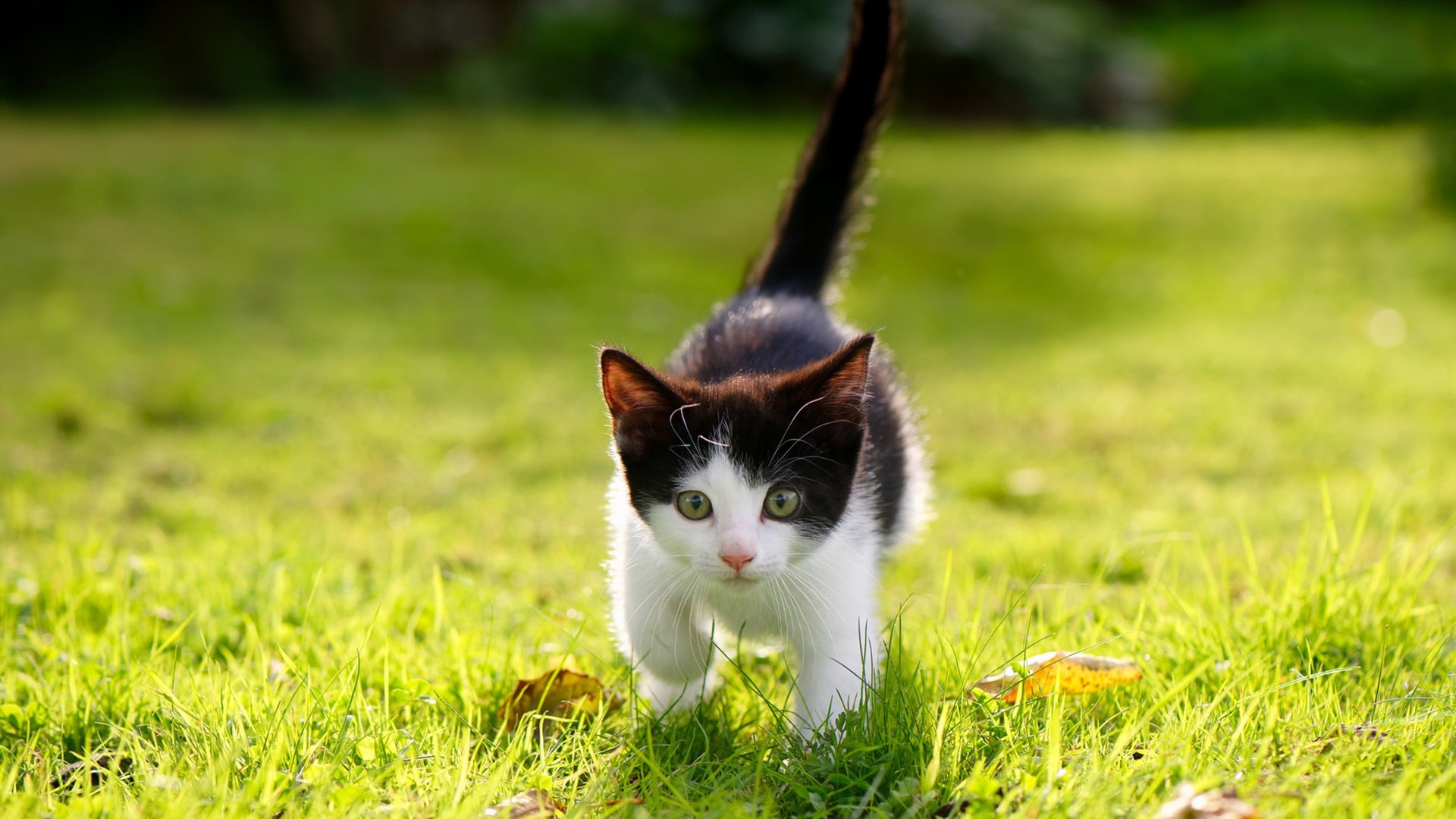 引擎轰鸣,高原寒流,当F1悬念与CBA火力在竞技长河中交汇