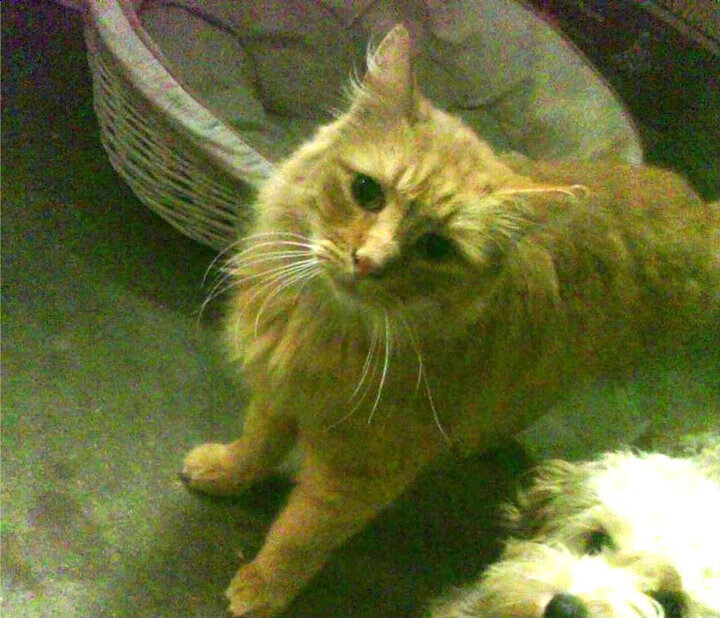 开云体育中国-世界波撕碎防线，三笘薰闪耀全场，安哥拉惜败墨西哥背后尽显亚洲之光