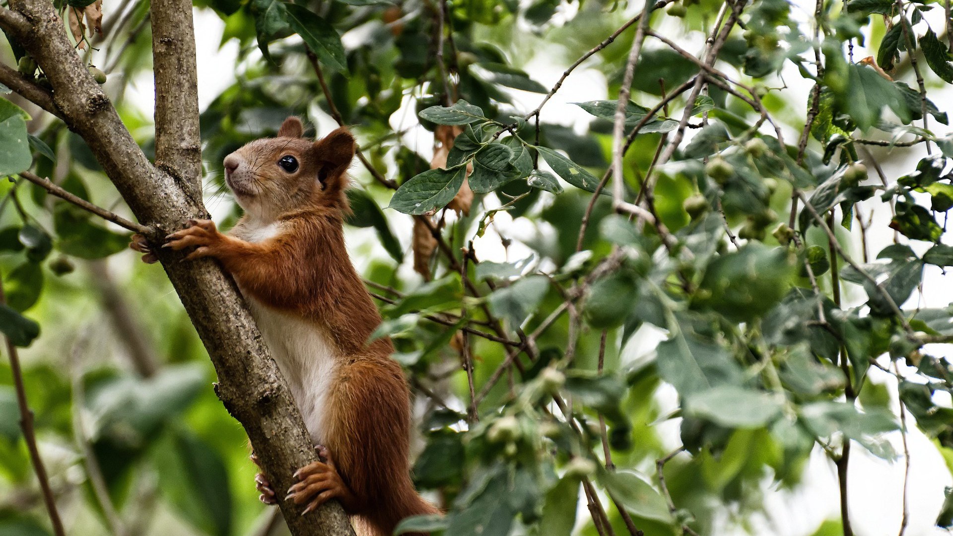 神话之战,贝蒂斯如何用赫菲斯托斯之火熔铸新赛季首胜