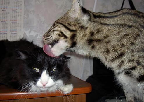 终场哨响时，阿圭罗爆发与国际米兰的塞内加尔封锁