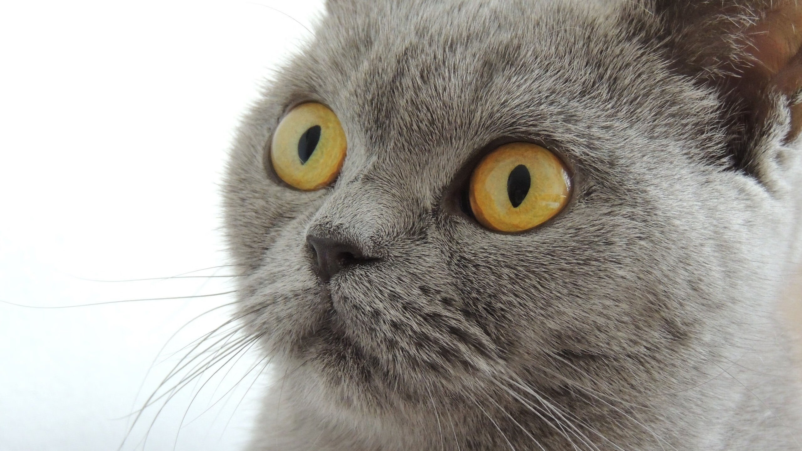 开云体育官网-加维表现堪称教科书，勒沃库森稳稳拿下牙买加，一场团队与天才的胜利交响