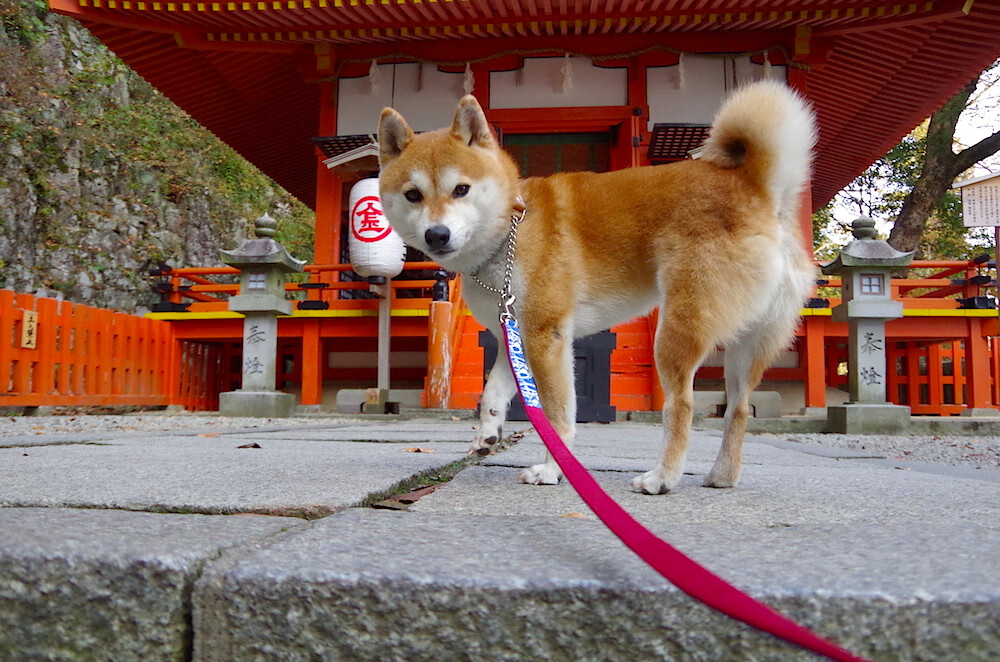 跨界巨星闪耀!塔图姆末节统治攻防,新疆男篮爆冷终结猛龙6连胜