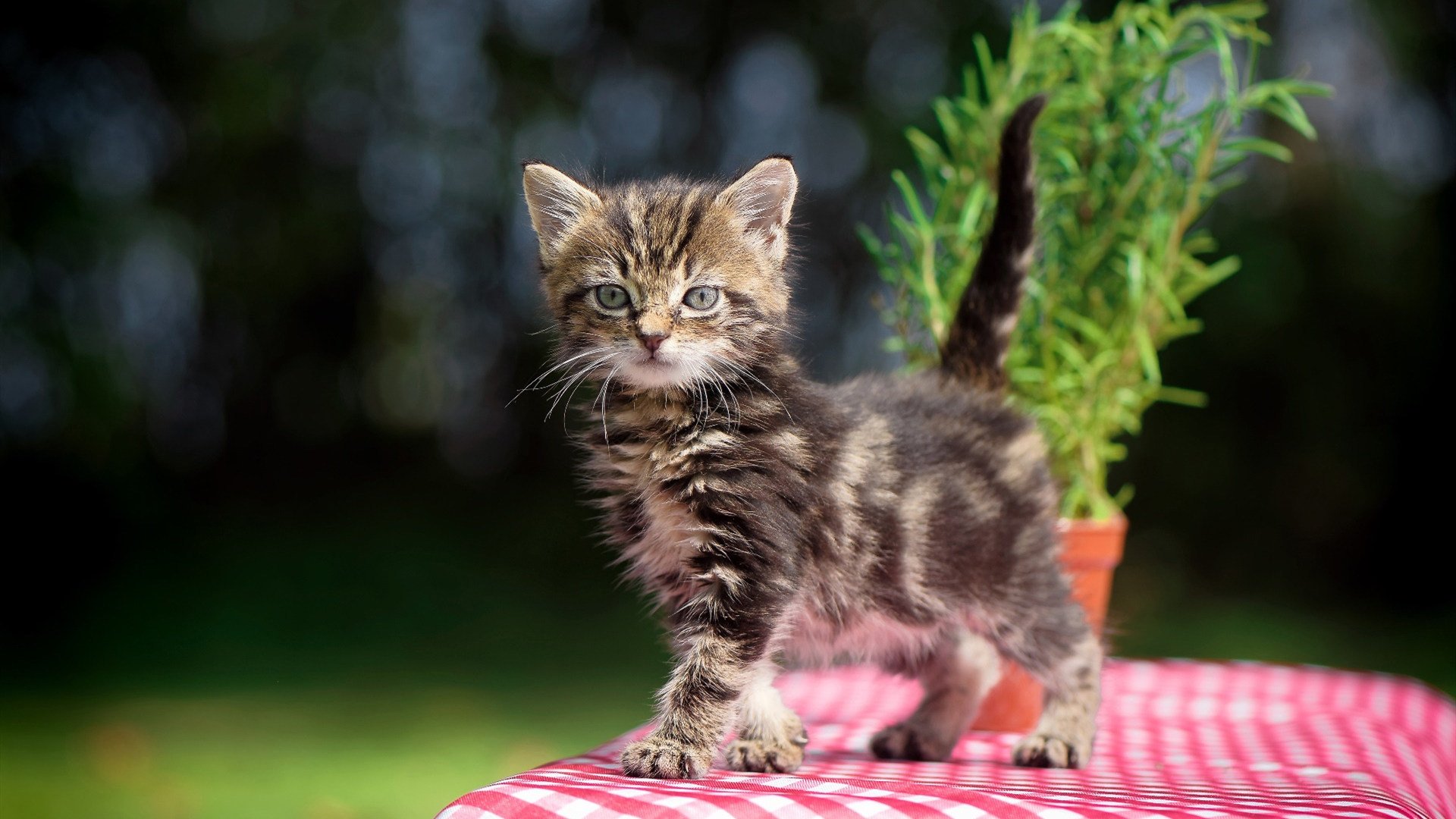 冰与火之歌，团队铁血与孤星璀璨的篮球哲学交响