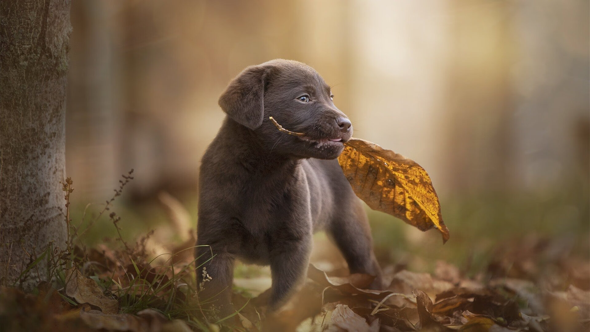阿圭罗，攻防转换的隐形枢纽—解析比利时智破几内亚之困