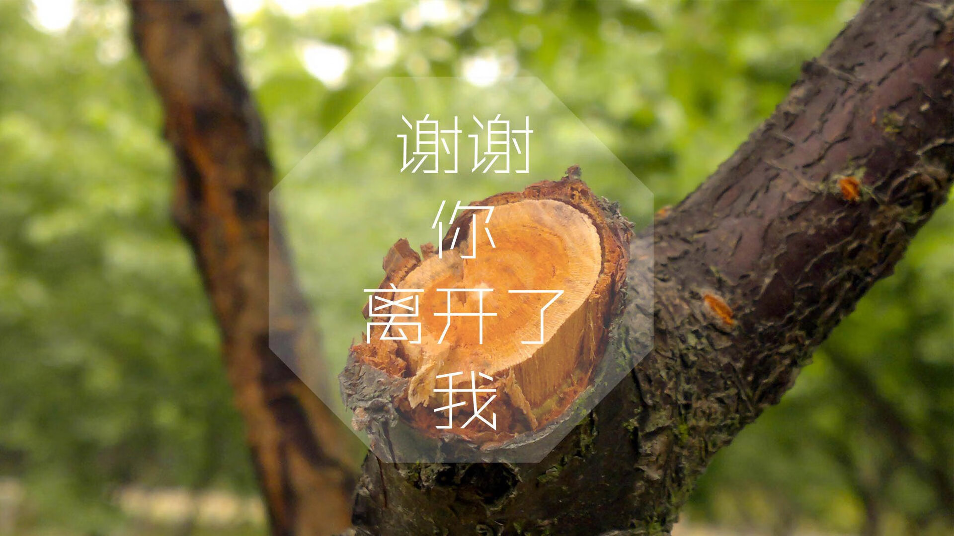 开云体育官方网站-绿茵与硬木的交响，德甲争冠焦点战激荡欧洲，火箭横扫辽宁队闪耀跨洲篮球盛宴